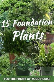 We both are originally from the west coast and now live inland a bit in north carolina but want to incorporate our love for the coast in our design. 15 Foundation Plants For The Front Of Your House Garden Tabs