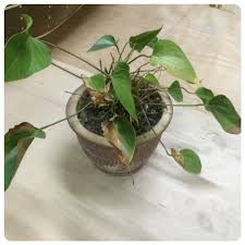 Please For Prices Information Call Us At 33770050 Or Visit Our Store Plants Home Decor Decor