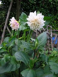 Favourite Dahlia Cafe Au Lait At Hill View Garden Dahlia Garden Flowers