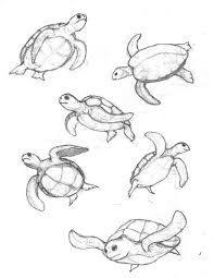 56 Trendy Painting Sea Animals Turtle Sketch Turtle Drawing Sea Turtle Drawing
