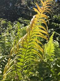 Image result for Stenochlaena