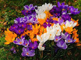 We did not find results for: How To Grow Crocus For Spring Color Dengarden
