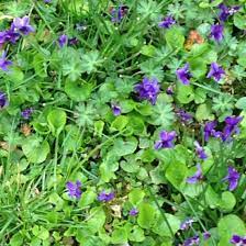 Small purple flowers in grass uk. Small Purple Flowers In A Lawn Small Purple Flowers Purple Flowers Herbs
