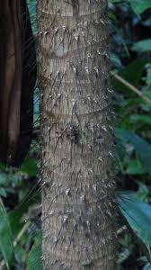 Image result for Aiphanes horrida