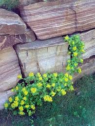Broadleaf Sedum Is A Beautiful Native Plant In The Pacific Northwest Try Broadleaf Sedum For A T Native Plants Native Plant Landscape California Native Plants