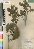 Image result for Xylia torreana