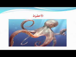ما هو الحيوان المائي الذي له ثلاث قلوب Youtube