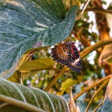Tropiske Sommerfugler Tropical Butterflies Tropische Schmetterlinge Plant Leaves Plants Butterfly