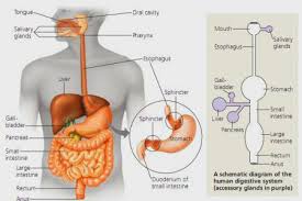 Sistem peredaran darah, sistem reproduksi, sistem hormonal, dan sebagainya. Anatomi Tubuh Manusia Pengertian Struktur Organ Fungsi