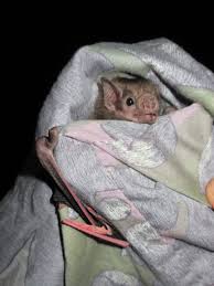 They are found from mexico to northern argentina and are present on the islands of trinidad and margarita. Meeting With The Vampire Bat Control Team And Footage Of A White Winged Vampire Bat Carter Lab