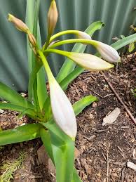 Image result for Crinum lugardiae