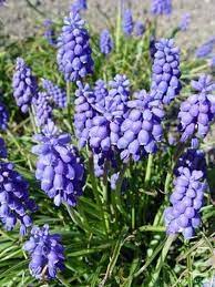 amp nbsp amp nbsp kedi nenesi otu yabani sumbul nezle otu pisi otu nedir ballibabagiller familyasindan kedi medicinal plants trees to plant muscari