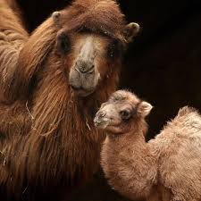 Pin On For The Love Of Animals