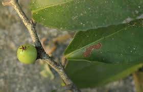 Image result for Scolopia stolzii