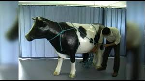 Image result for hoof disease chart for cow