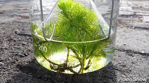 We did not find results for: Biologi Gonzaga Praktek Biologi Sma