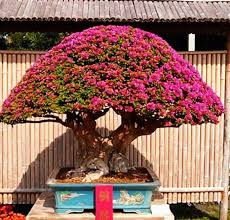 Gratis untuk komersial tidak perlu kredit bebas hak cipta. Praktis Dan Mudah Begini Cara Membuat Bonsai Bunga Kertas Bugenvil Dengan Mudah Ilmukebun Com
