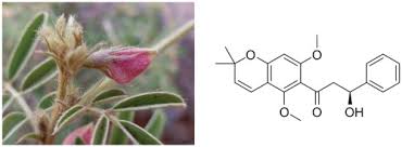 Image result for Tephrosia aequilata