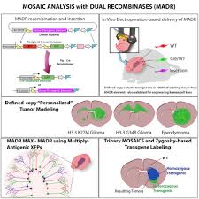 Rapid Generation Of Somatic Mouse Mosaics With Locus