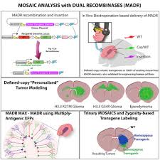 rapid generation of somatic mouse mosaics with locus