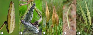 Image result for Asclepias aurea