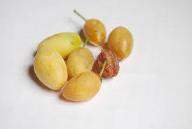 Image result for Berchemia discolor