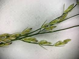 Image result for Leptochloa panicea