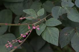 Image result for Hylodesmum