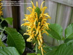 Image result for Justicia aurea