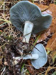 Image result for Clitocybe multiceps