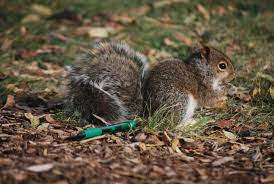 Why Don T I Ever See Baby Squirrels Peggy Notebaert Nature Museum