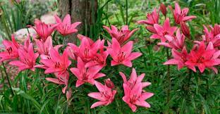 Choose a planting container that drains well. Transplanting Potted Lilies To The Garden My Garden Life