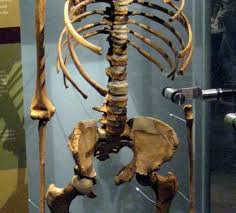 La evolución humana u hominización es el proceso de evolución biológica del homo sapiens.el estudio de dicho proceso requiere un análisis interdisciplinar en el que se aúnan conocimientos procedentes de ciencias como la genética, la antropología física, la paleontología, la estratigrafía, la geocronología, la arqueología, la lingüística y otras. Arqueolugares Nariokotome Prox Lago Turkana Kenia