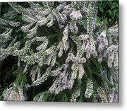 Image result for Fabiana imbricata