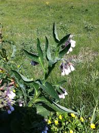 Gewone Smeerwortel Symphytum Officinale Tuin Bloemen En Natuur