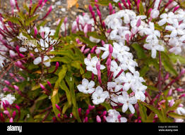 Image result for Aframomum polyanthum