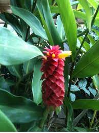 Live Plant Name Big Red Ginger 1 Plant Rhizome Etsy In 2020 Plants Plant Seedlings Live Plants