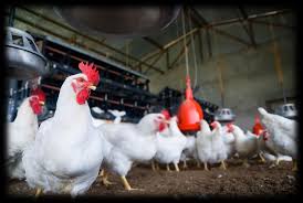 Image result for Aspidoglossum hirundo