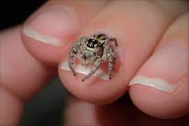 Pet Radio Magazine Jumping Spider Pet Tarantula Pet Spider