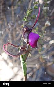 Image result for Disperis dicerochila