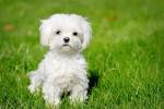 Is a Bichon Maltese Mix the Right Dog for You?