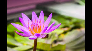 Check spelling or type a new query. 7 Aquarium Plants That Flower With Tips And Pictures Aquarium Genius