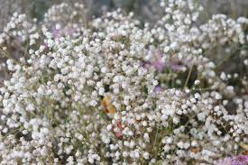 Maybe you would like to learn more about one of these? Diseases Of Baby S Breath Plant Controlling Problems With Baby S Breath Plants