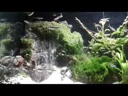 Three steps to aquascape a freshwater aquarium 1. Aquascaping Aquatic Videos