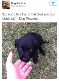 Never Bite The Hand That Feeds You Meme Pin By Trap Queen On Animals Cute Animals Funny Animal Pictures Funny Animal Memes