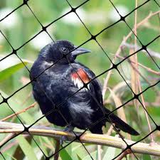 Bird Of Paradise Home Depot Canada Standard Bird Netting 100 Feet X 14 Feet Lightweight Bird Control 3 4 Molded Mesh 1 Best Seller Bird Netting Bird Control Wild Birds Unlimited