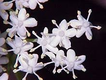 Although i did not find much literatures and researc. Sambucus Wikipedia