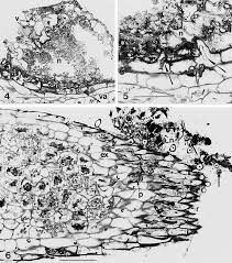 Image result for Exochaenium oliganthum