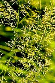 Image result for Eragrostis inamoena