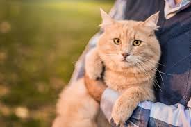 Recent studies have found that 28 percent of cats ages 11 to 14 years exhibit at least one symptom of dementia, and the number jumps to 50 percent for cats 15 years and older. Cognitive Dysfunction Syndrome In Cats